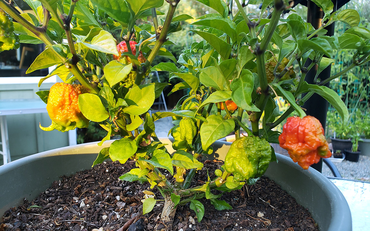 Carolina Reaper Hot Pepper
